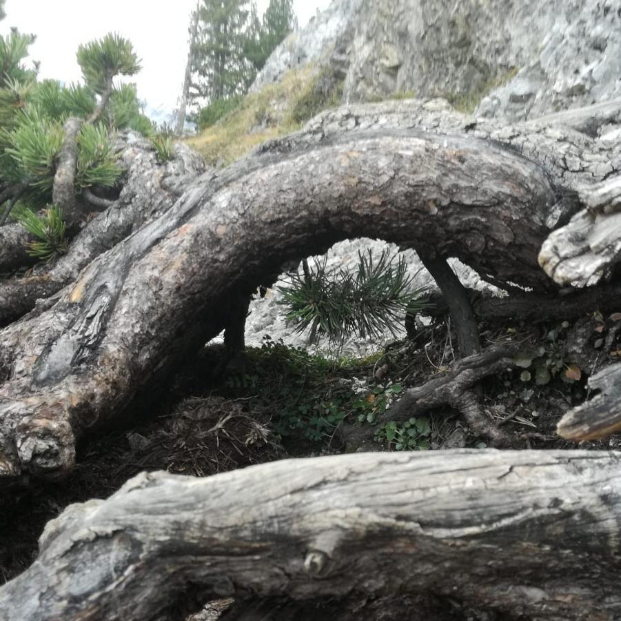 Zweimaederlhaus Διαμέρισμα Bad Mitterndorf Εξωτερικό φωτογραφία
